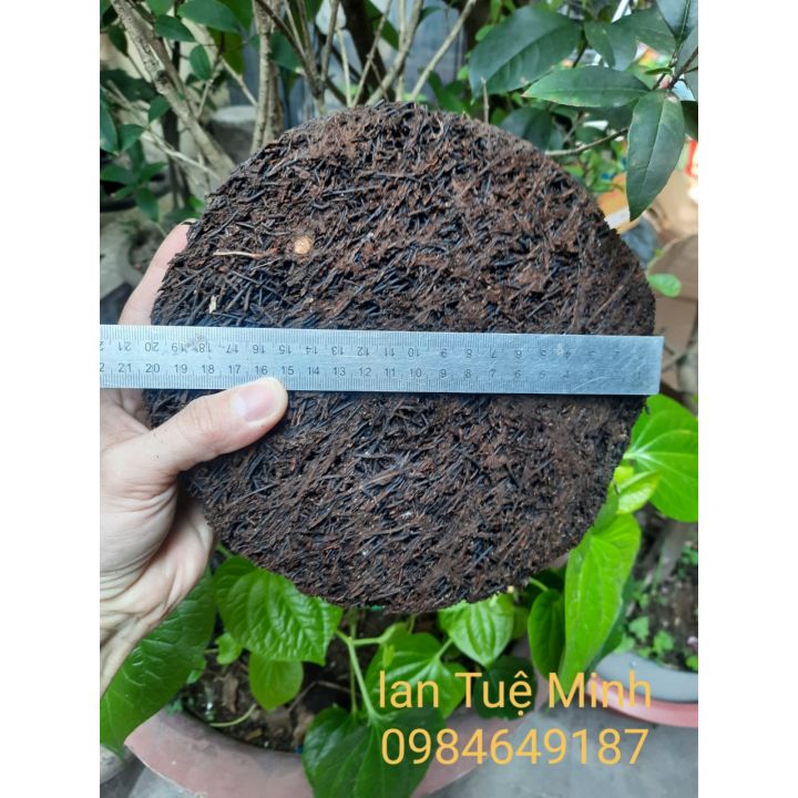 Dớn đĩa tròn trồng lan đường kính 20cm