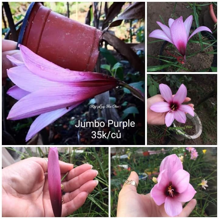 Huệ mưa ngọai, có gắn tag tên , đảm bảo chuẩn củ, rainny lily, sống 100%, giá niêm yết là giá 1 củ.