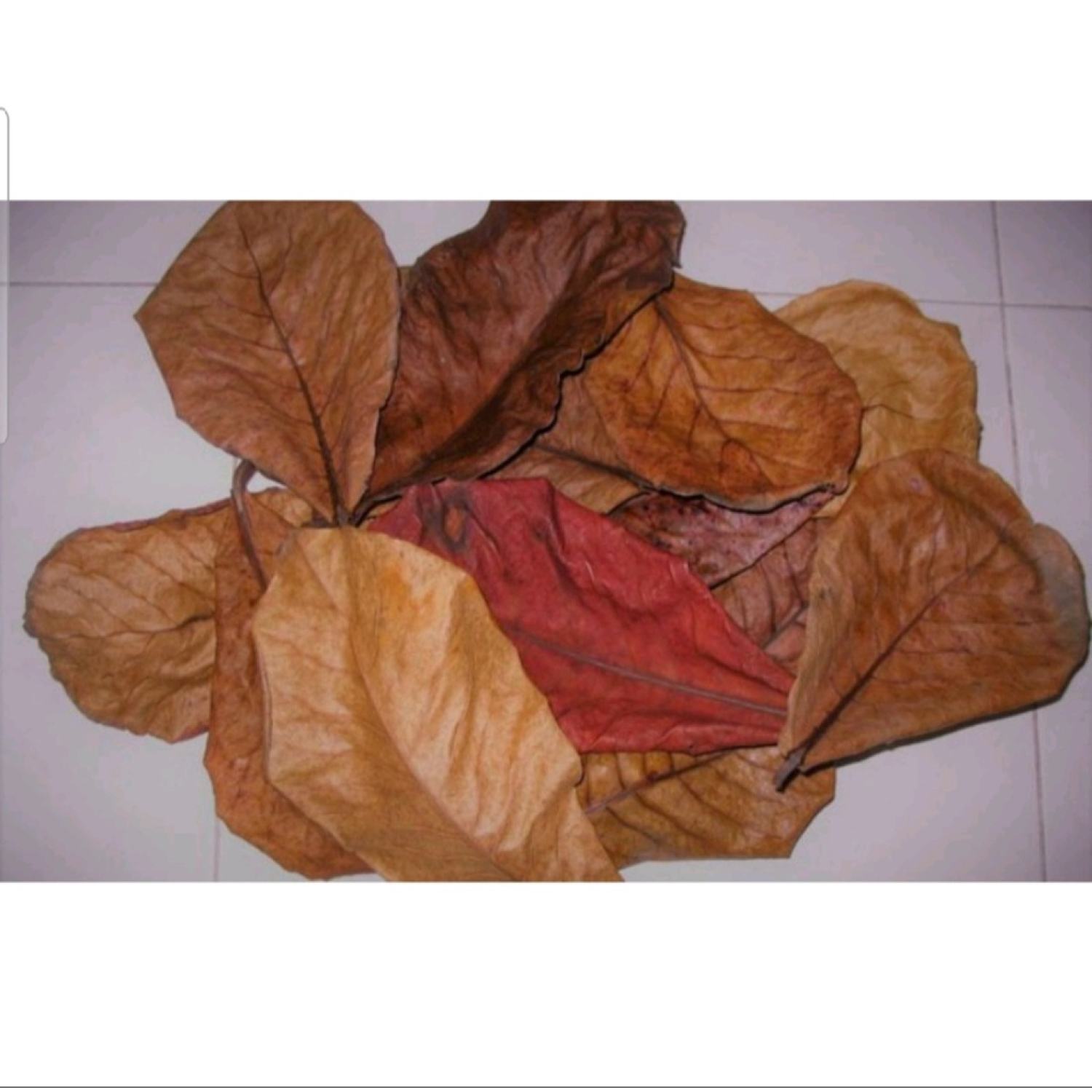 Lá Bàng khô thần dượᴄ cho cá cảnh (10000/10 lá)