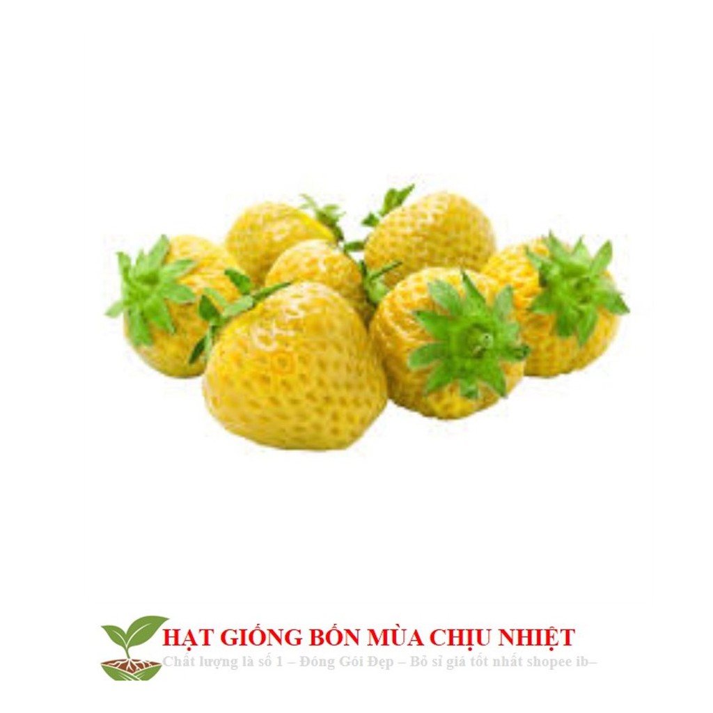 HG1D HẠT GIỐNG DÂU TÂY VÀNG 50H