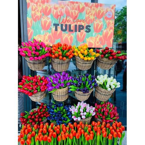 Combo 5 củ tulip hà lan (5 màu khác nhau)