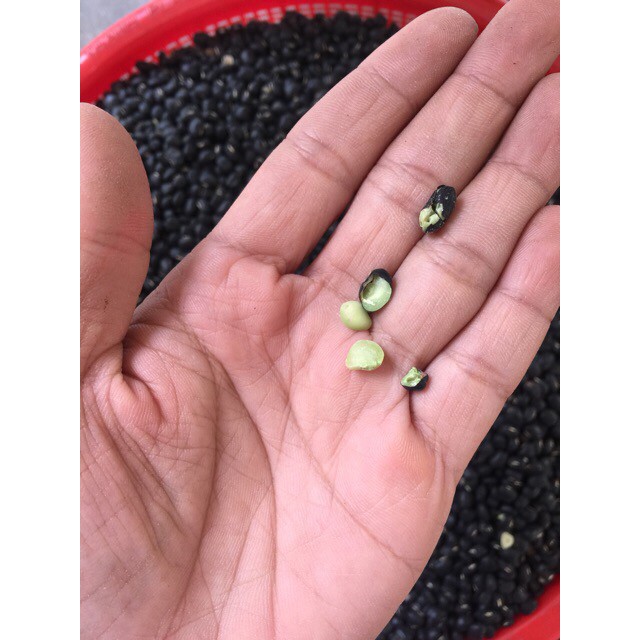 [HCM]Đậu Đen Xanh Lòng Thiện Phát Rang Mộc|500G
