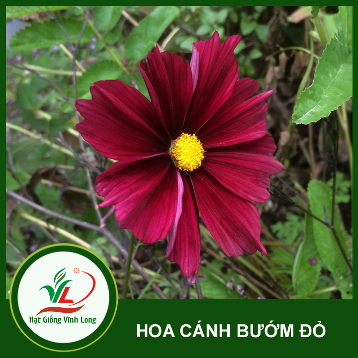 Hạt giống hoa Cánh bướm đỏ RD 868 - 0,1g