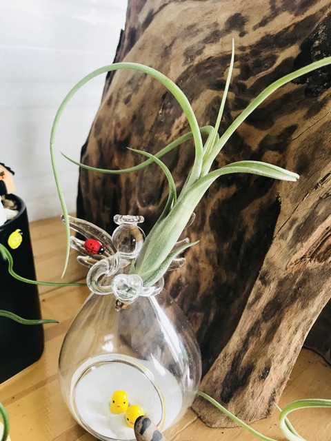 Cây Không Khí Tillandsia Intermedia