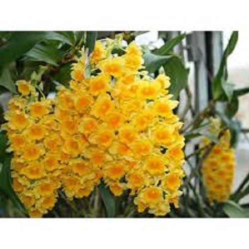 [Học Viện Nông Nghiệp I] LAN KIỀU MỠ GÀ (THỦY TIÊN VÀNG ) hàng rừng hoa siêu đẹp, gửi đi nguyên GIÒ