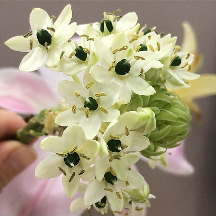 Củ giống hoa thiên nga - 1 củ - VTNT
