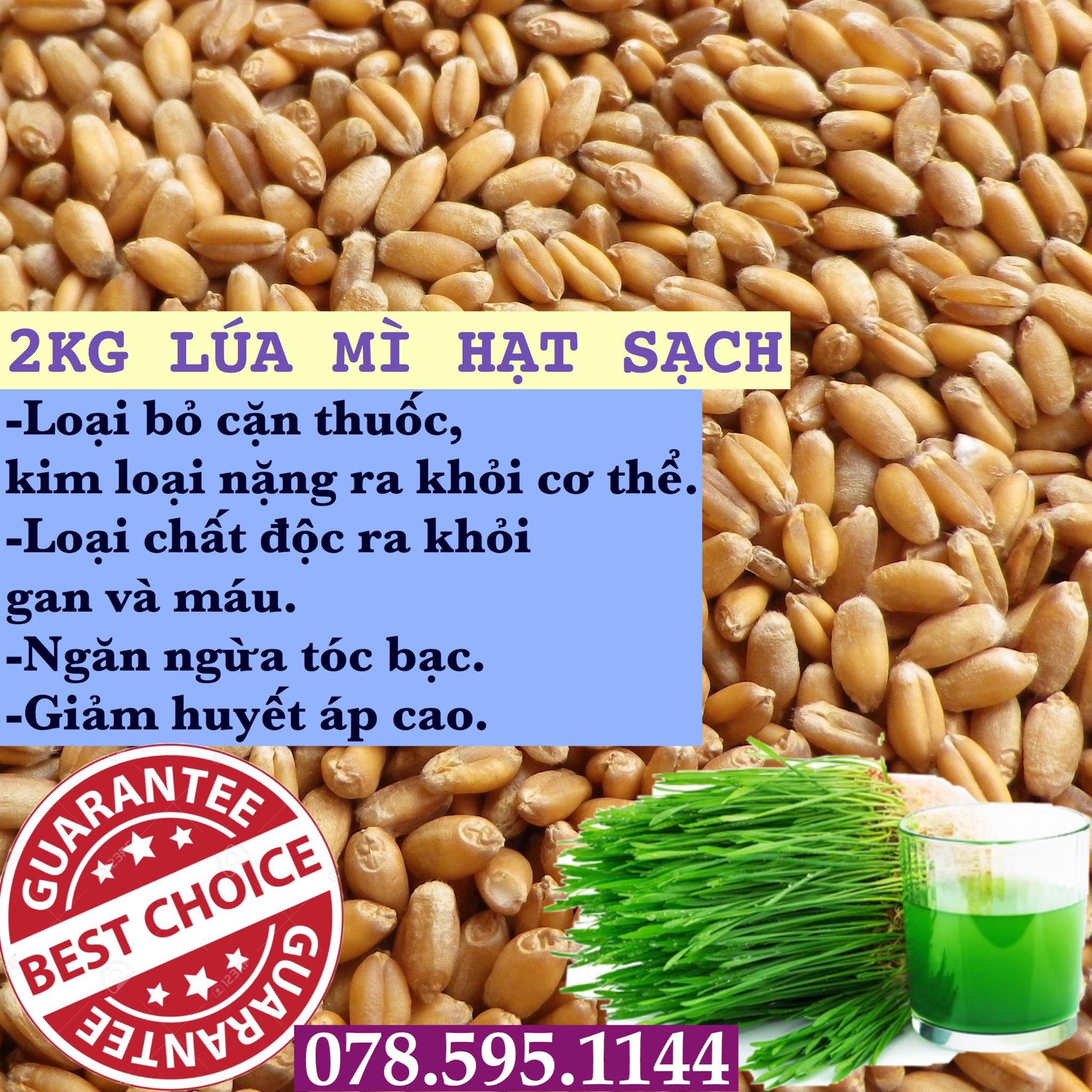2kg hạt giống lúa mạch • wheatgrass •(tiểu mạch) tốt cho sức khoẻ.