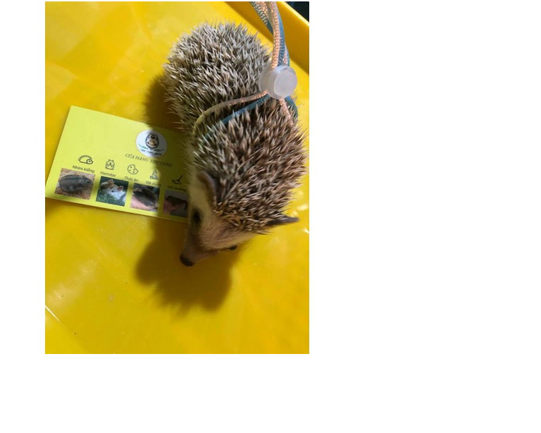 Dây dắt hamster nhiều màu