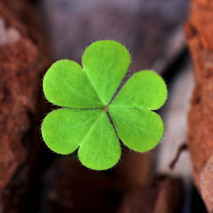 Three Leaf Clover Seeds