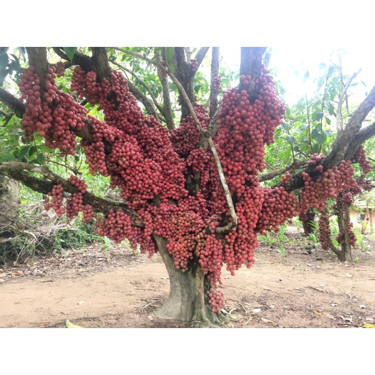 Cây dâu da đất (dâu da quả đỏ )- cây giống