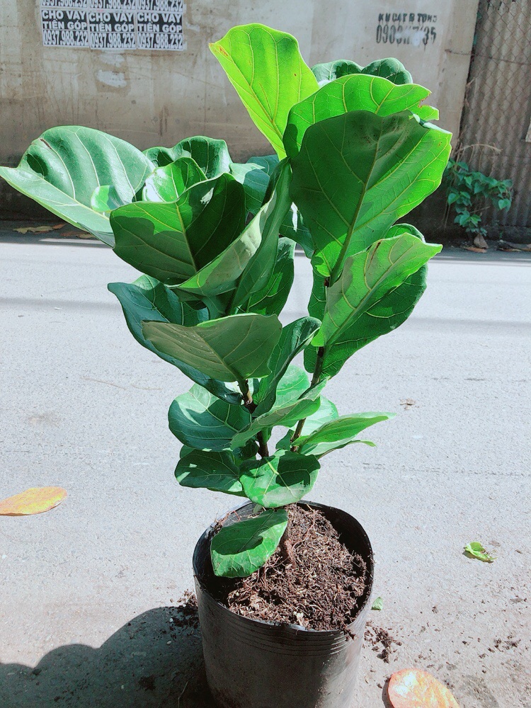 [HCM]Cây Bàng Singapore Cao 70-80cm