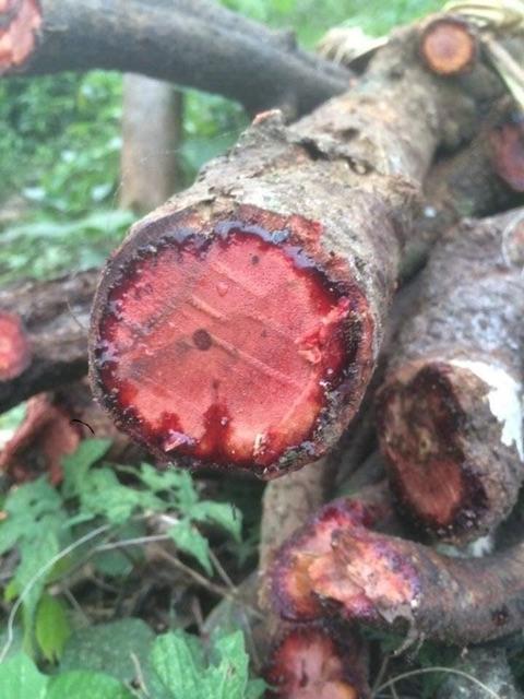 Cỏ Máu 1kg
