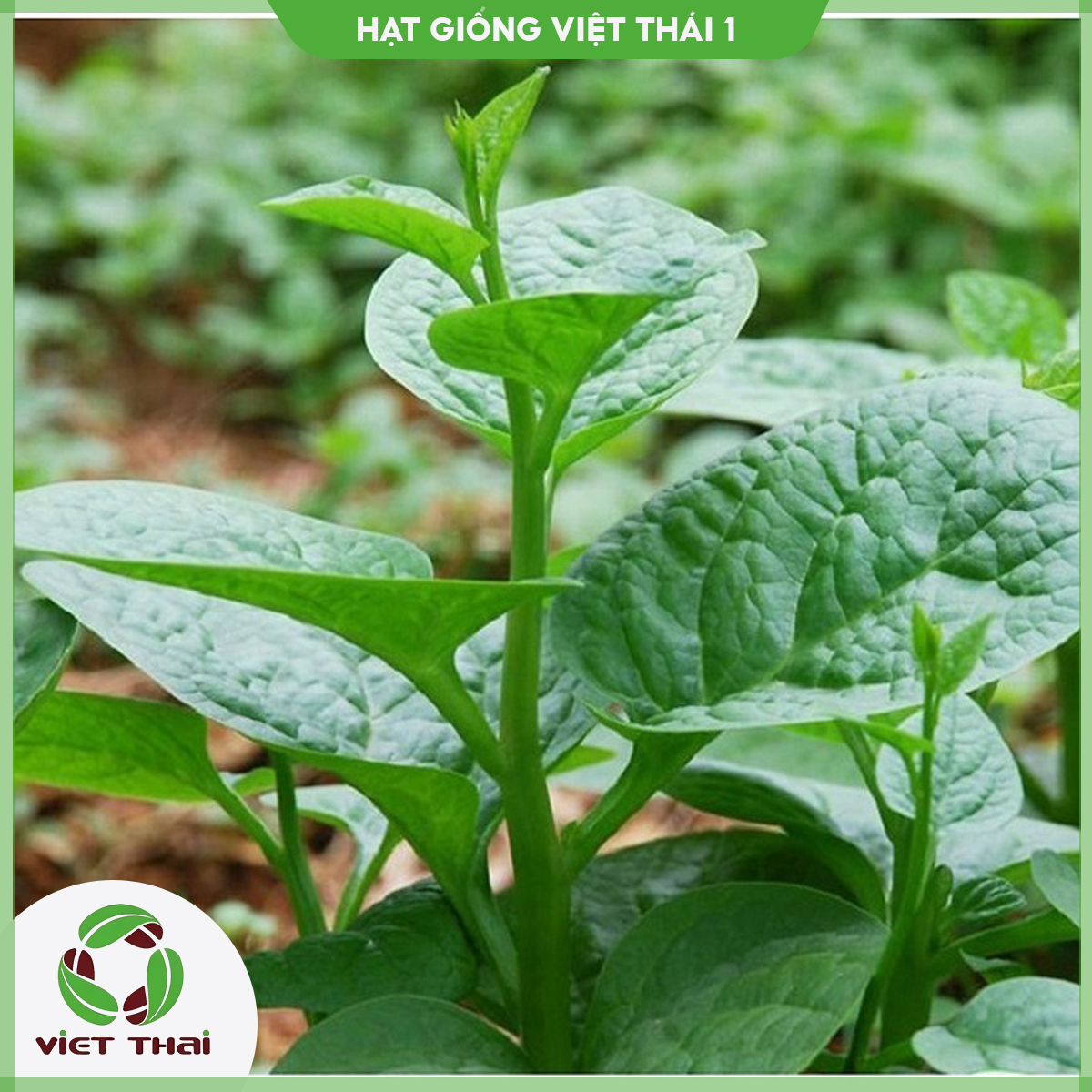 Hạt giống rau mồng tơi lá to mướt - hgvt1