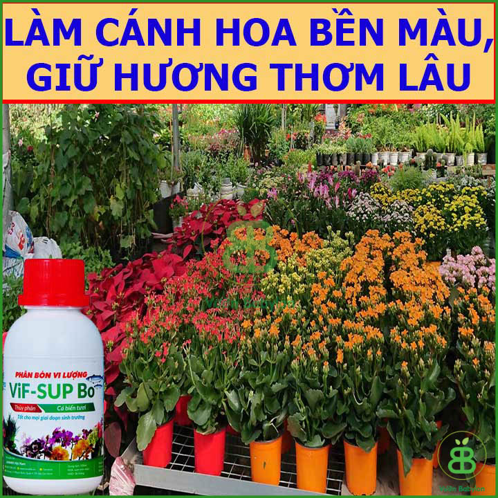 Phân Bón Vi Lượng Thủy Phân Cá Biển VIF SUP Bo Chai 100ml