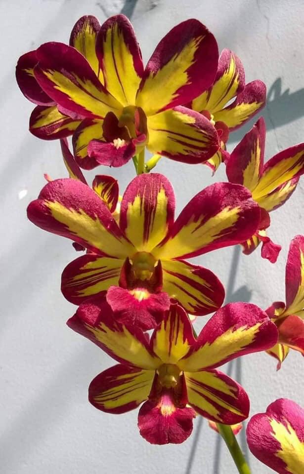 Hoa lan chớp vàng đỏ 5%