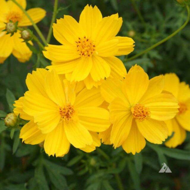 Gói 50 hạt giống Hoa Soi Nhái (Sao Nhái - Cúc Chuồn Chuồn), độ nảy mầm cao, rất dễ trồng