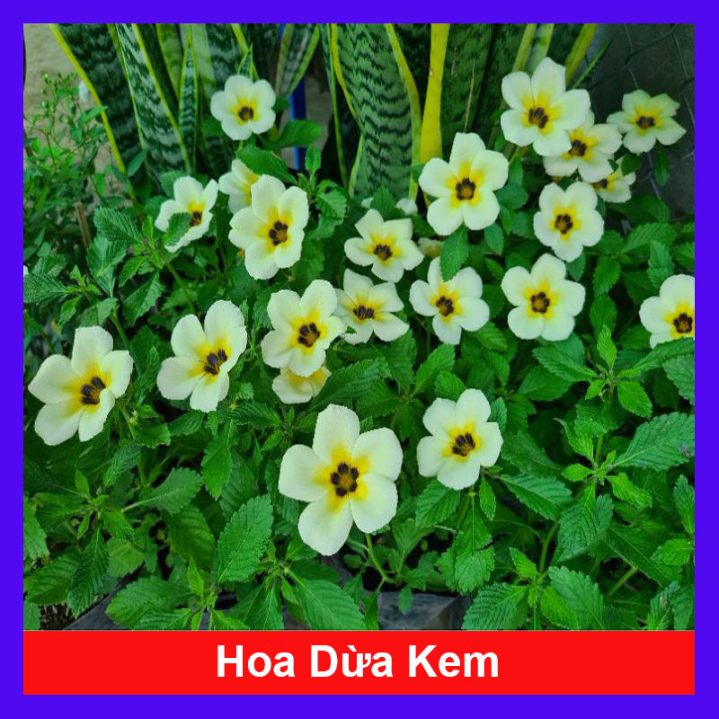 Hoa Dừa Kem - Cây cảnh sân vườn - Cây Đông Hầu