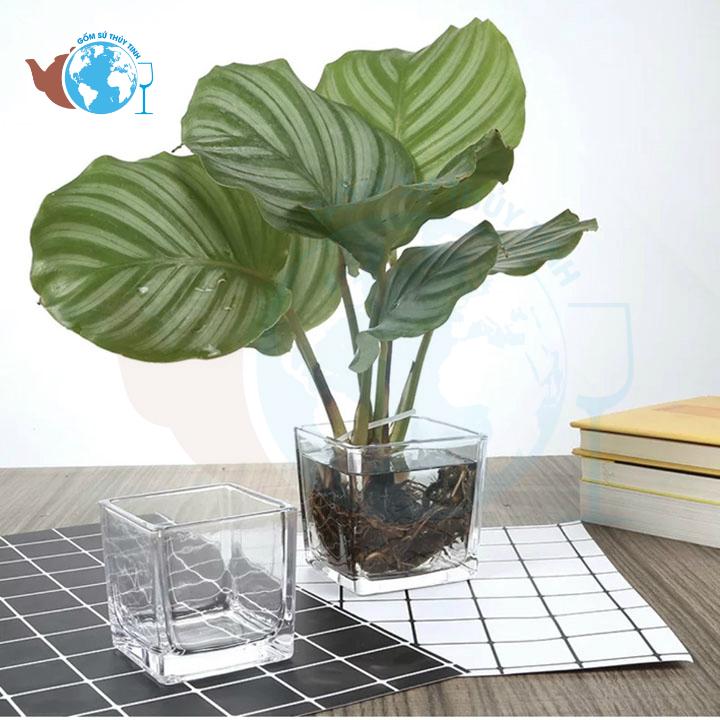 [HCM]Hồ cá vuông 10 cm x 10 cm