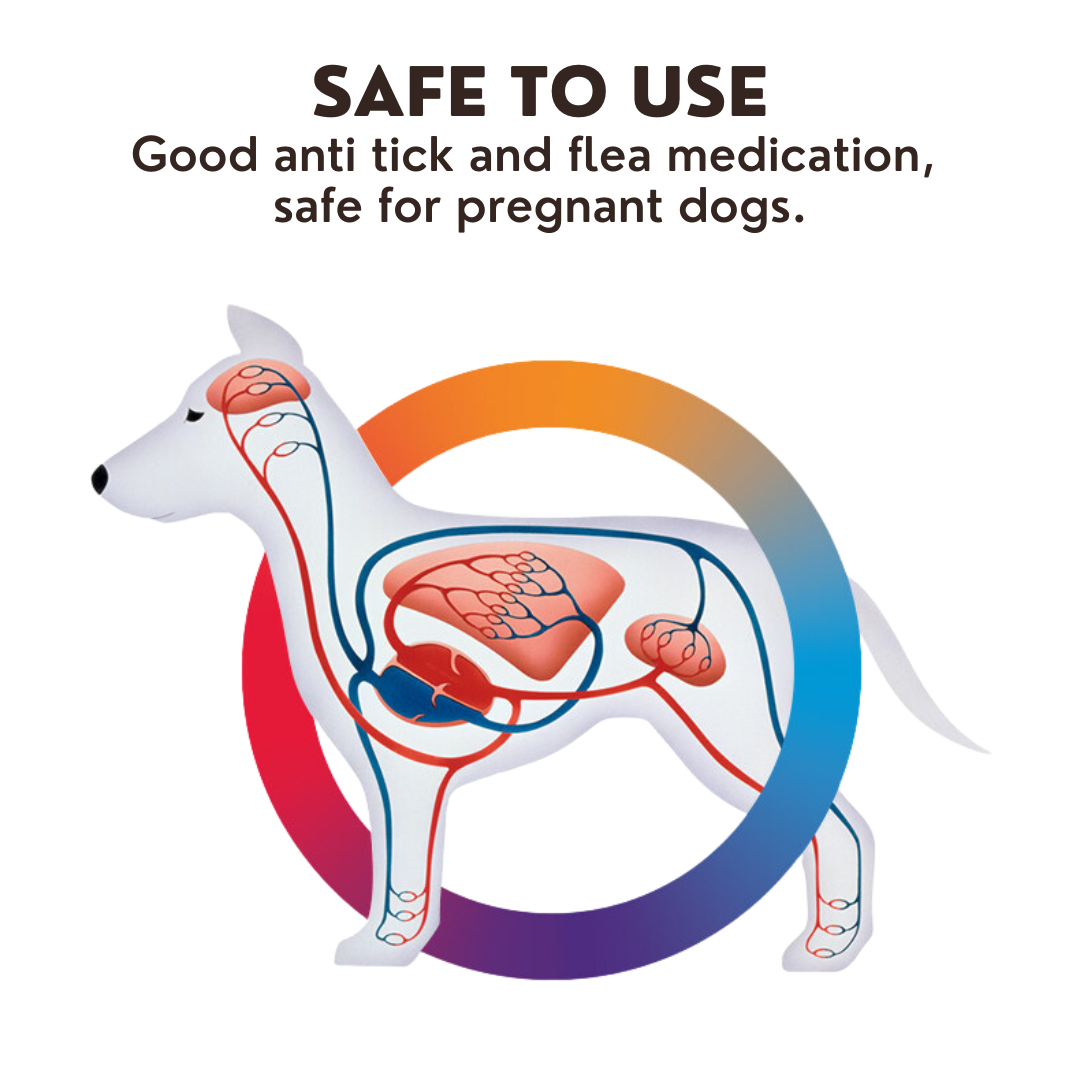 BRAVECTO hết Viêm Da Ghẻ Demodex Ve Rận Chó