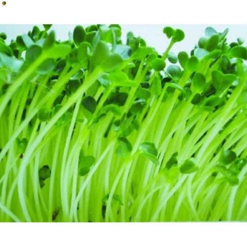 Hạt Mầm Cải Bẹ Xanh - Gói 50 gram