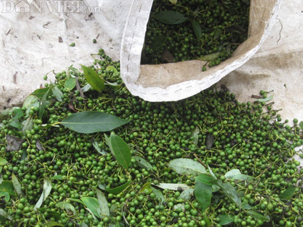 HẠT TIÊU RỪNG 2021