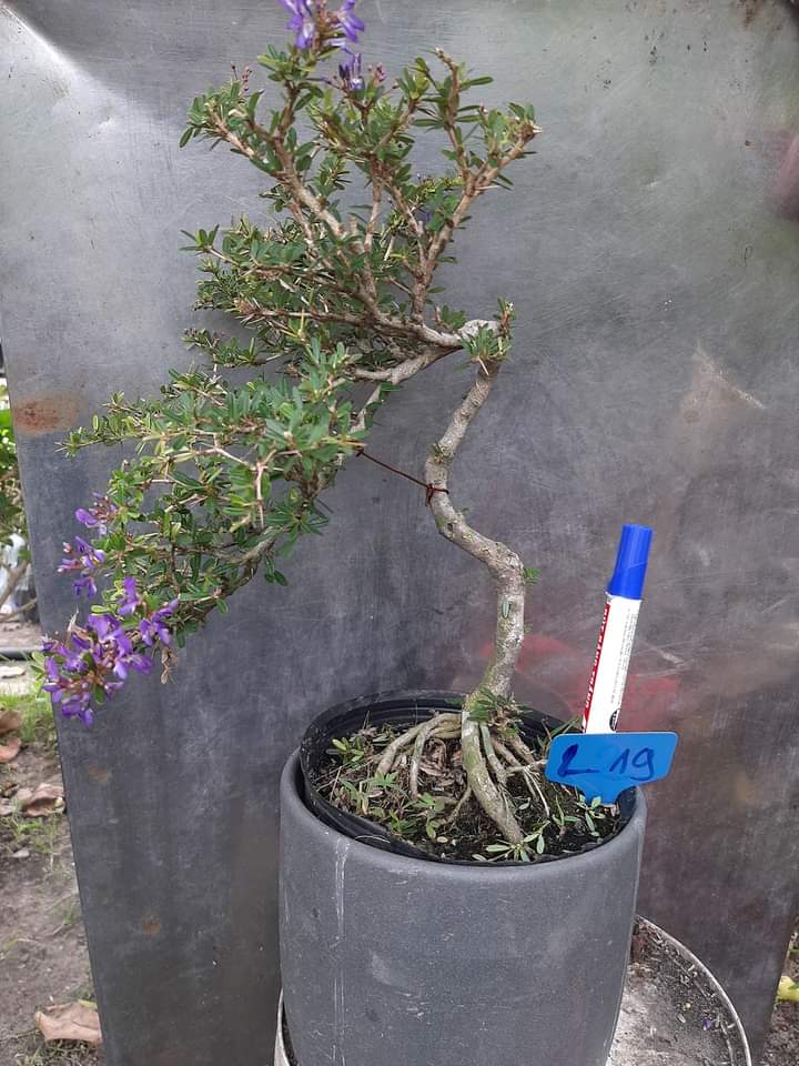 Linh sam 86 bonsai để bàn đã tạo dáng