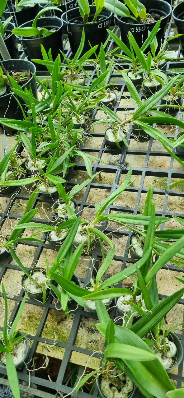 Hoa lan Vũ nữ peru size cây giống