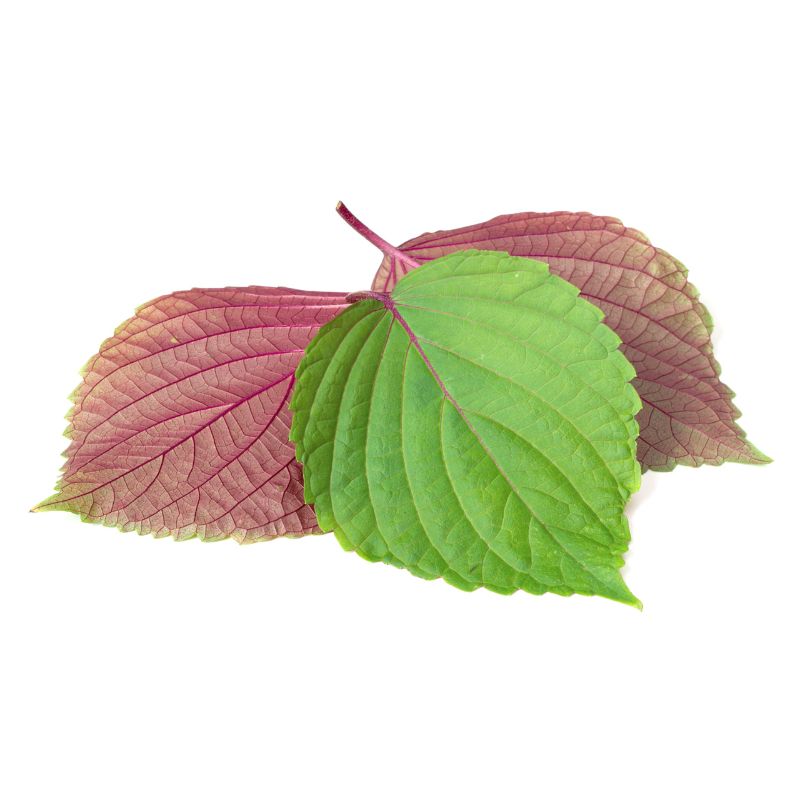 Hạt giống tía tô Nhật dễ trồng Shiso (ECO.550)