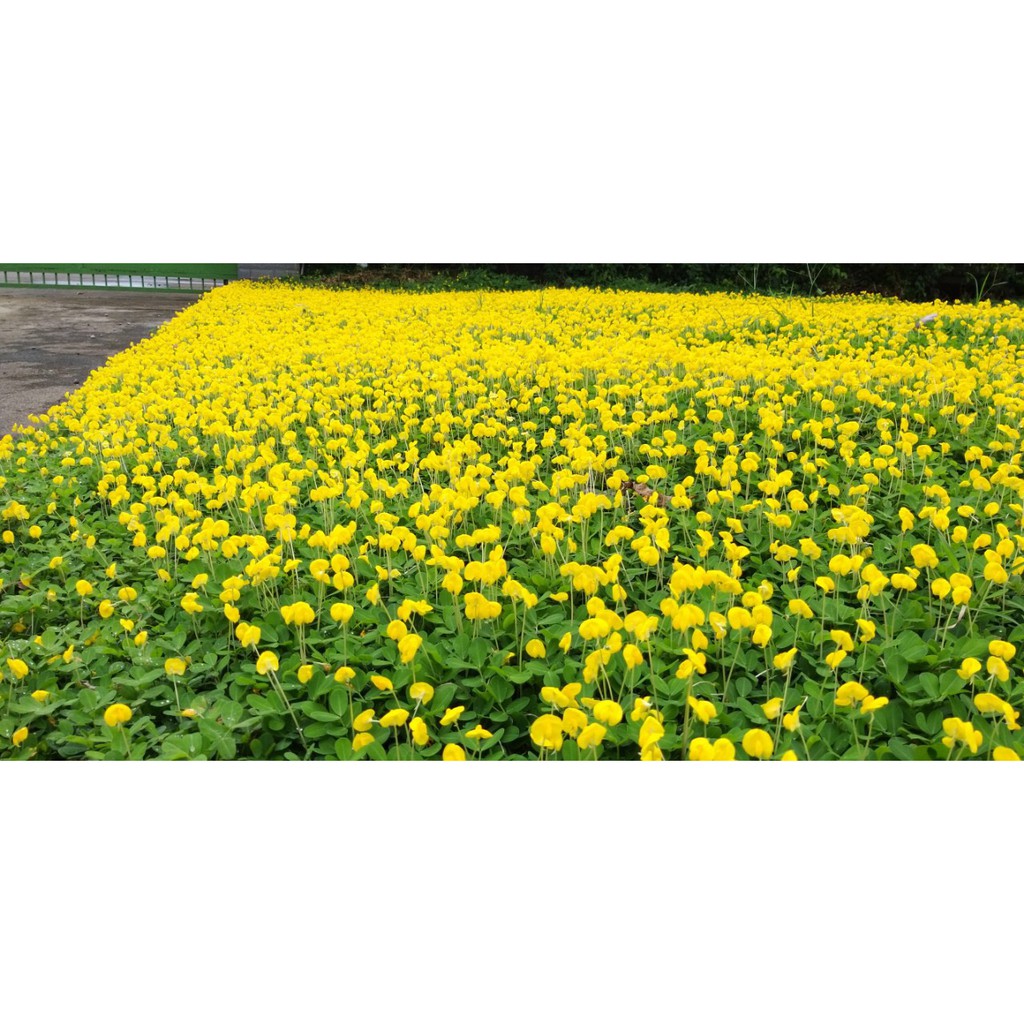Hạt Giống Cỏ Lạc Dại – Cỏ Thảm Cảnh - Cỏ Đậu Phộng (Gói 200 Hạt)