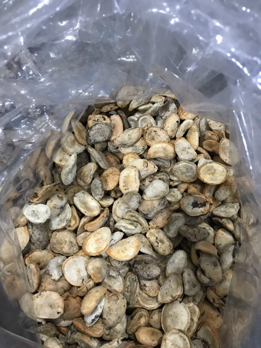 Hạt Sang (Hạt Sành) 10 Hạt