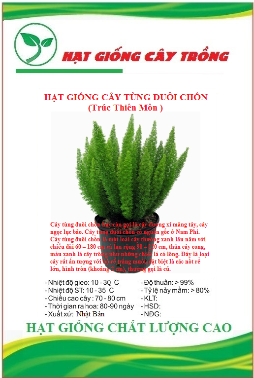 Hạt Giống Cây Tùng Đuôi Chồn, Trúc Thiên Môn(Gói 5 hạt)