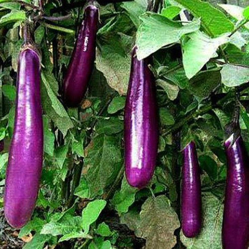 Hạt giống cà tím dài ruột xanh