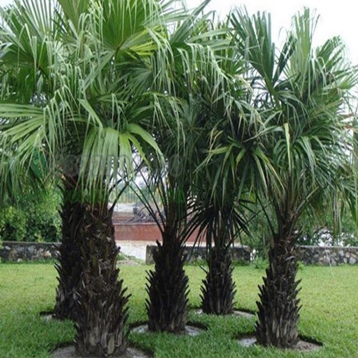 CÂY CỌ GIỐNG, CAM KẾT GIỐNG CỌ NẾP