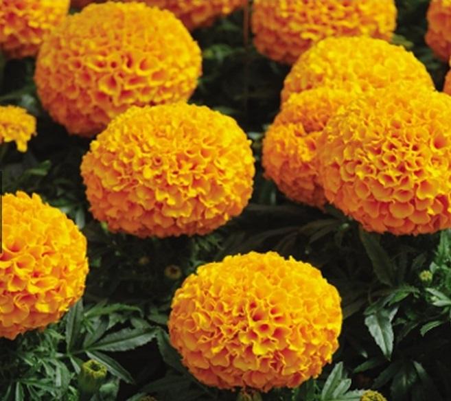 50 Hạt giống hoa cúc Vạn thọ