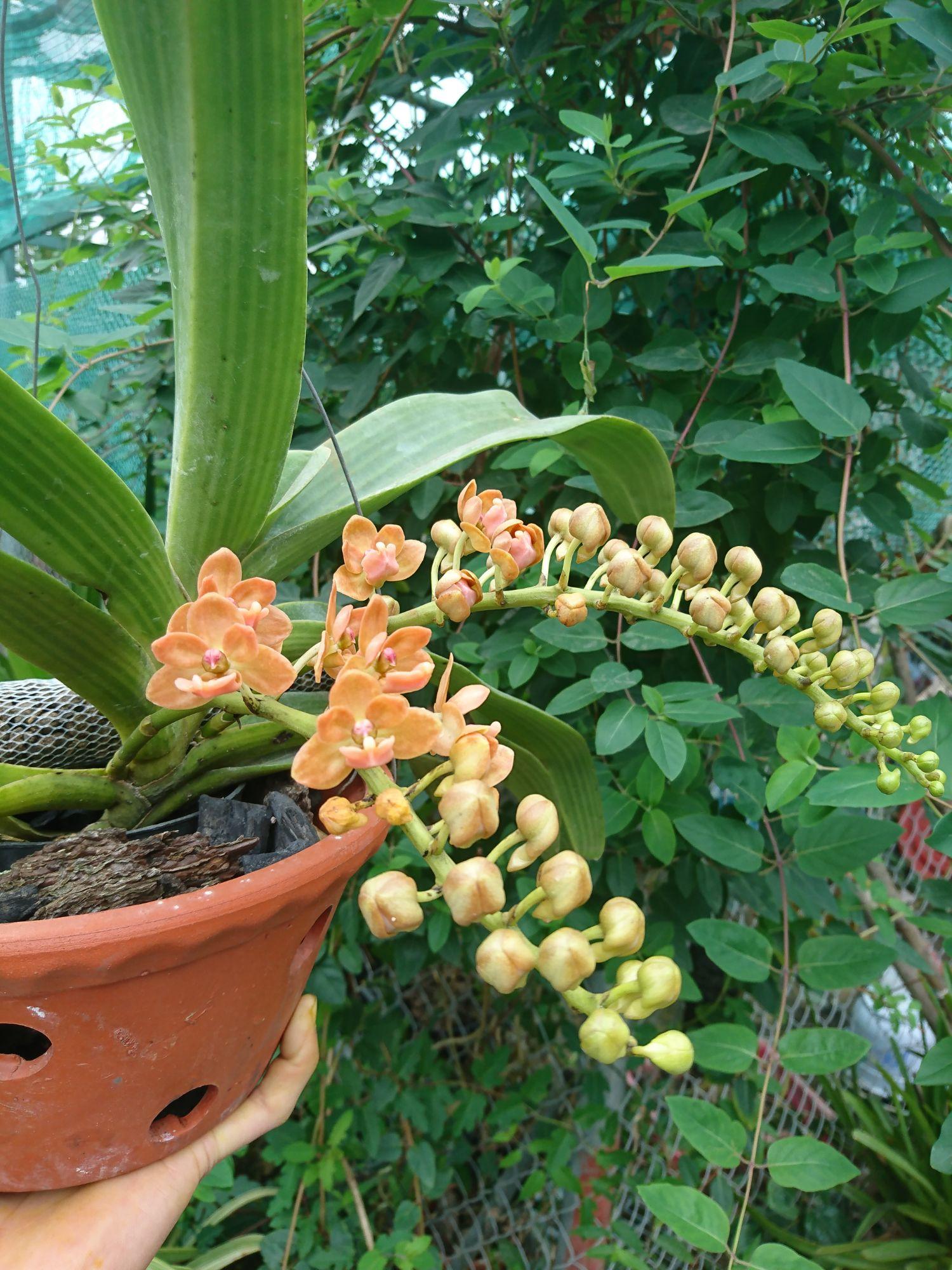 Rêu trang trí tiểu cảnh
