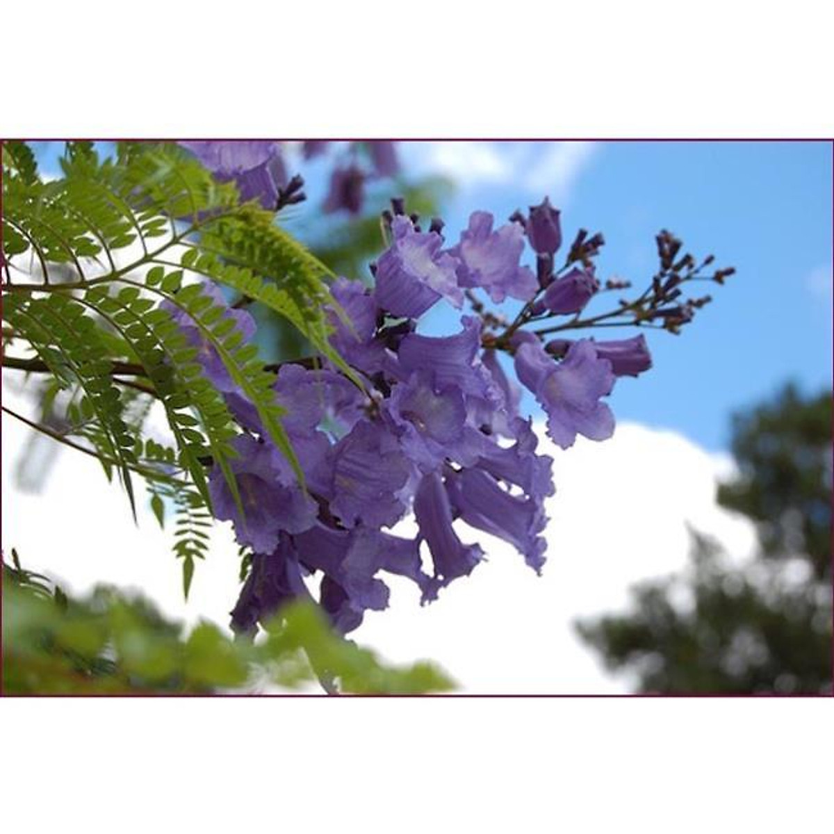 Cây phượng tím cao 40-50 cm (ảnh thật)