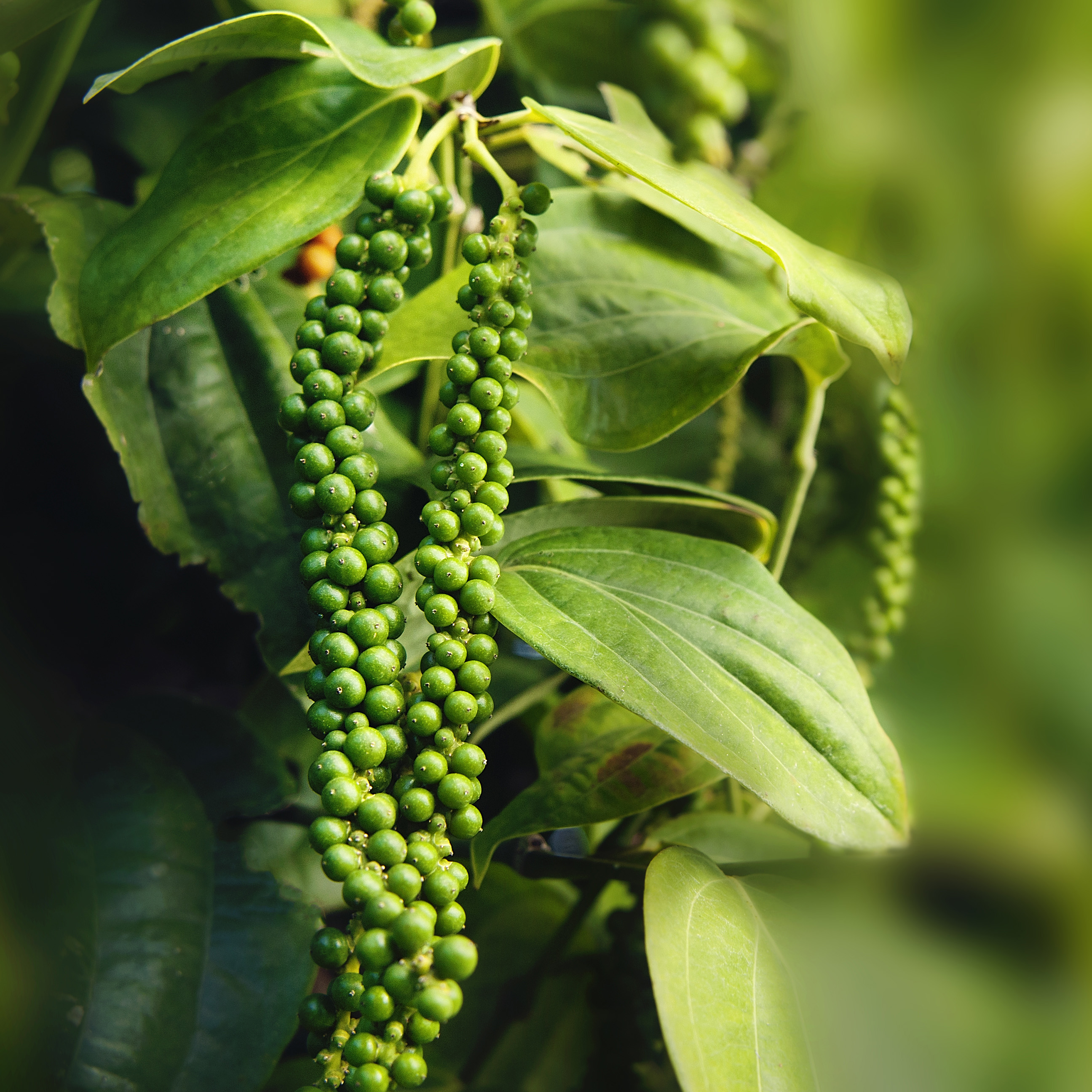 Ong Cha Va - Ground Black Pepper 500gr