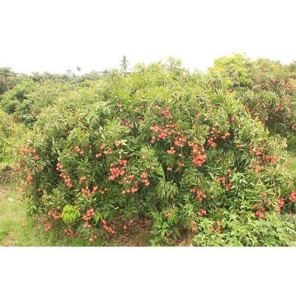 CÂY GIỐNG VẢI THIỀU LỤC NGẠN (CHO TRÁI SỚM)