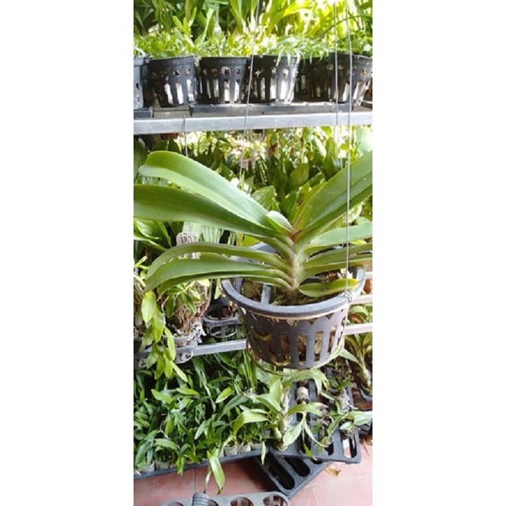 Sản Phẩm hoa phong lan đai châu bò sữa ( cây cao 50cm)