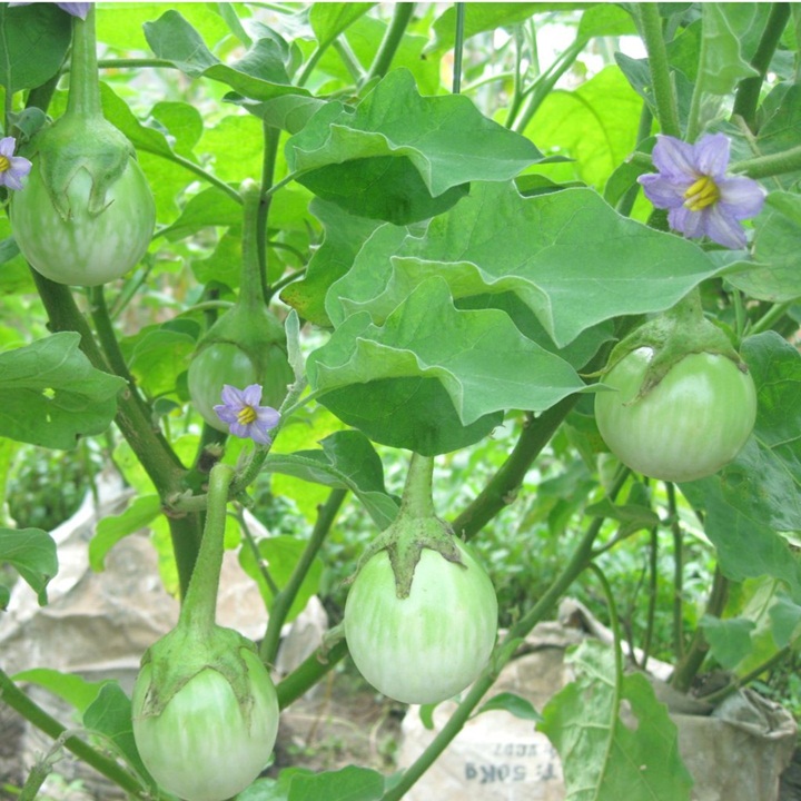 Hạt giống cà pháo xanh