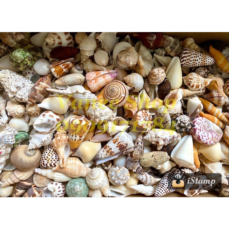 [FREESHIP MAX]  - Vỏ ốc mix 100gr - Vỏ Ốc Vỏ Sò VANEE SHOP