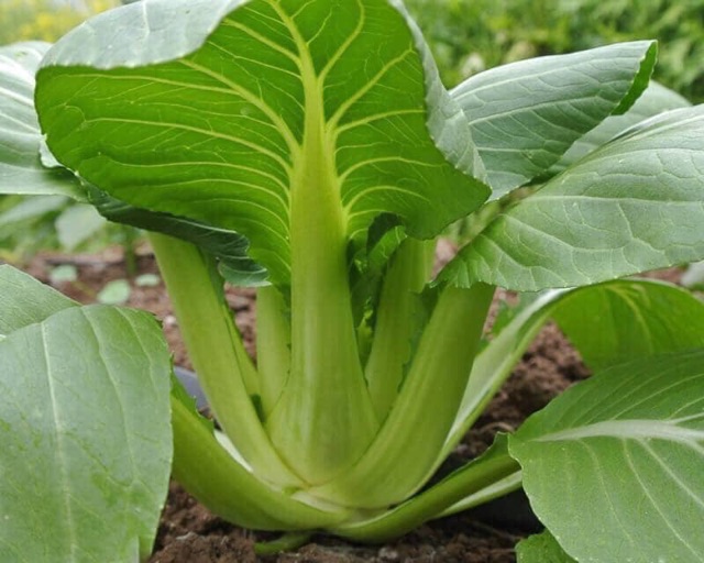 Hạt giống cải pokoy xanh