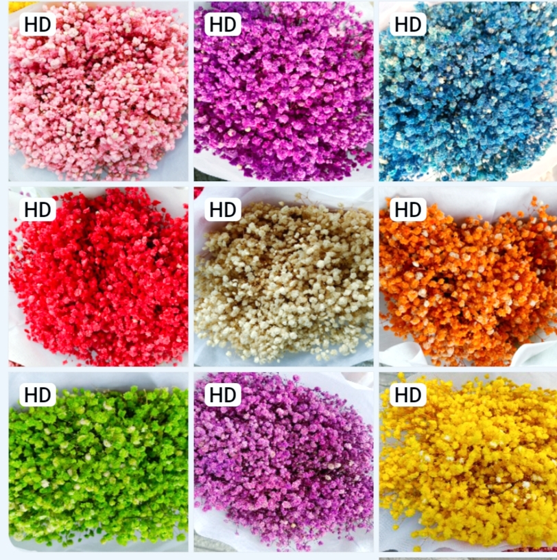 hoa khô - hoa baby - bó 12g