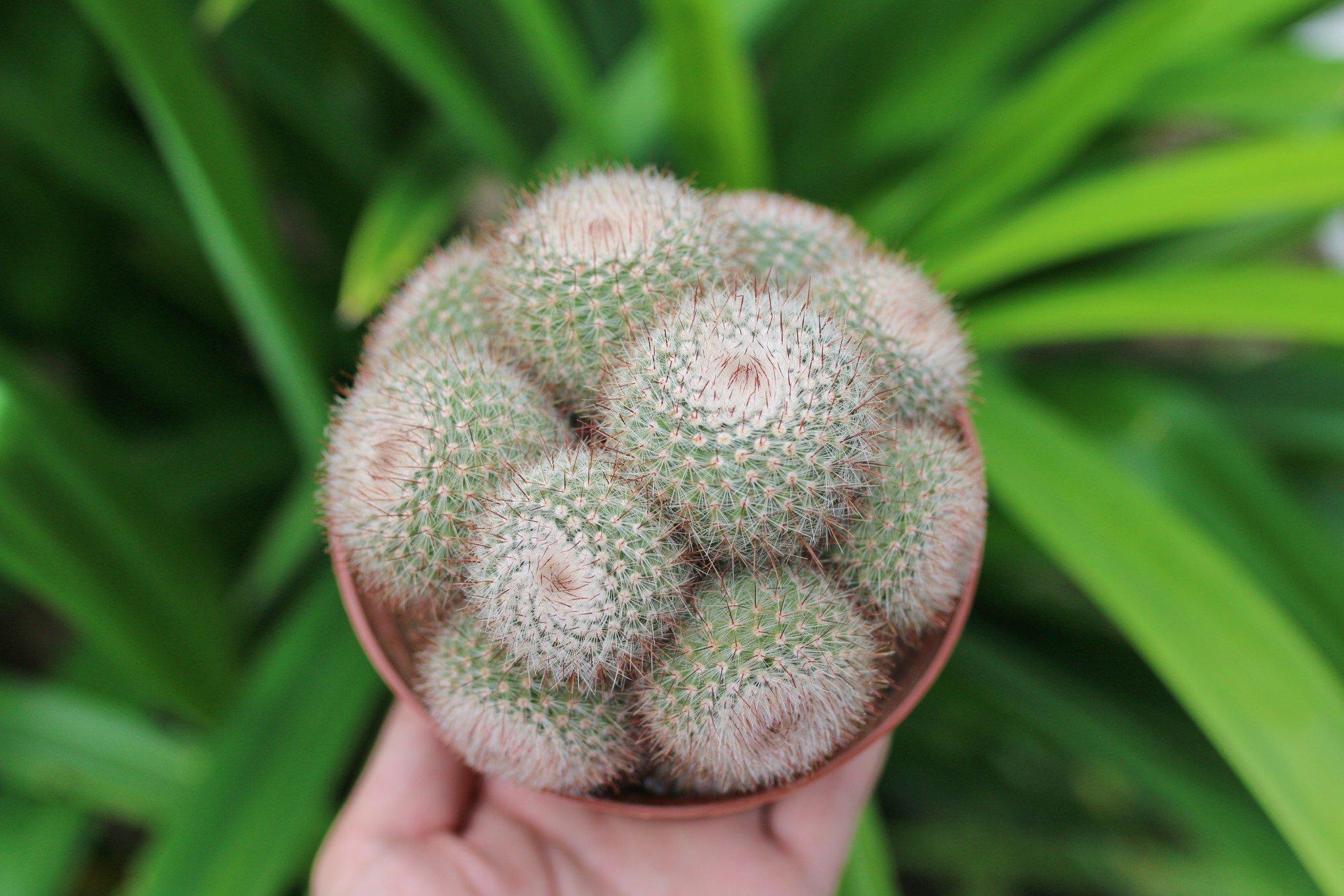 Xương Rồng Lông Thiên Nga Bụi