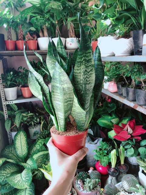 [HCM]Lưỡi Hổ Thái