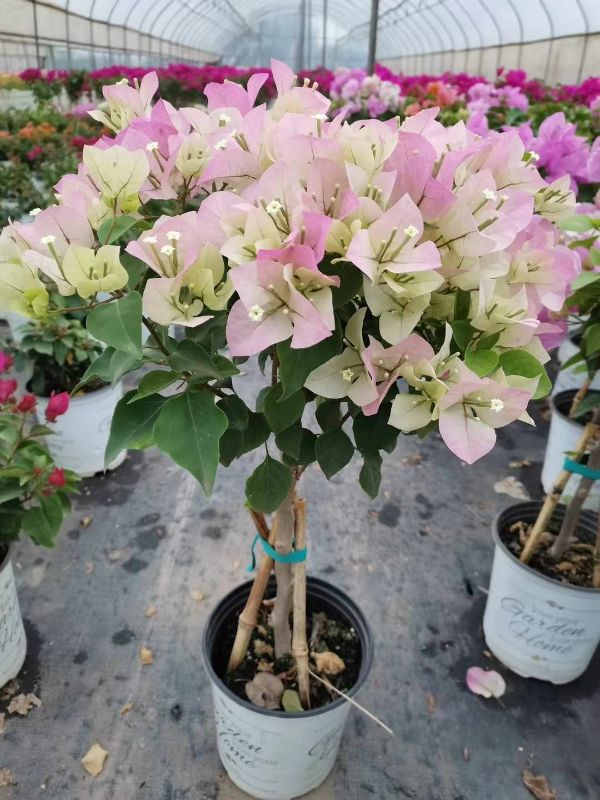 Cây hoa giấy màu hồng phớt