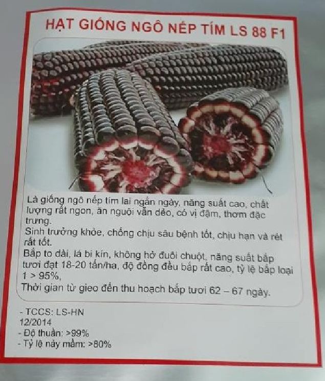 Hạt giống ngô nếp tím lai- gói 100gr(tặng kèm phân bón)