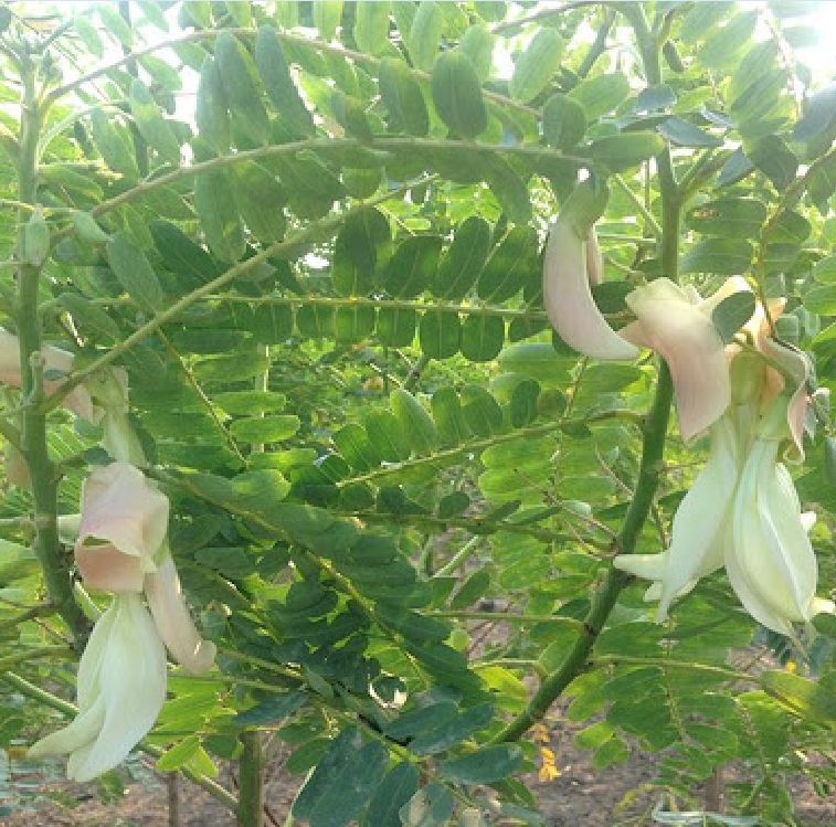 Hạt giống cây bông so đũa trắng(Gói 50 hạt)