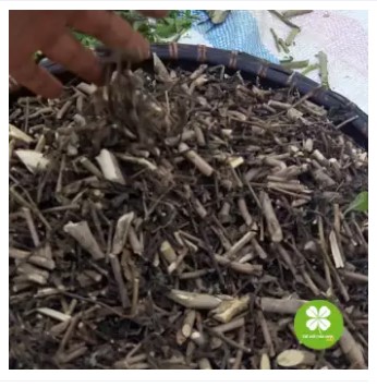 Cây đuôi chuột (1kg khô) - LV191