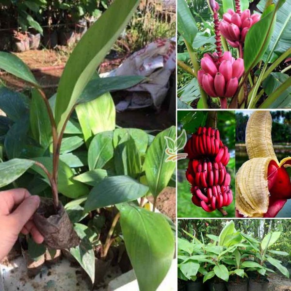 Cây giống chuối đỏ Dacca - C056
